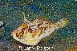 File fish in the dark sands of Lembeh Straits by Larry Polster 